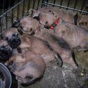 Irish Soft Coated Wheaten Terrier - 6 chlapců na prodej! - Irský jemnosrstý pšeničný teriér (040)