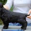 Zobrazit kvalitní Anglický kokršpaněl černý pes - Anglický kokršpaněl (005)