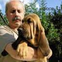 BLOODNOUND štěňata - Bloodhound (084)