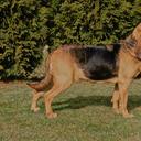 BLOODHOUND štenata - Bloodhound (084)