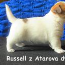 Jack Russell Terrier s PP - Jack Russell Terrier (345)