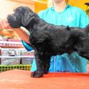 Knírač velký černý s PP-štěně - Schnauzer (182)