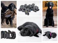 Flat Coated Retriever - nádherná štěňátka s PP k zadání