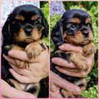 Cavalier King Charles spaniel