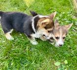 Welsh corgi pembroke štěňátka