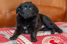 Peruánský naháč střední osrstěný