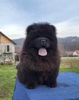 Chow Chow male puppies for sale!