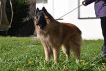 Belgický ovčák Tervueren - štěňátka s PP