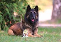 Belgický ovčák Tervueren - štěňátka s PP