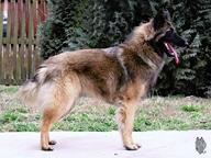 Belgický ovčák Tervueren - štěňátka s PP