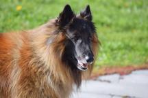 Belgický ovčák Tervueren - štěňátka s PP