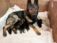Prodám německý ovčák štěnata z pp