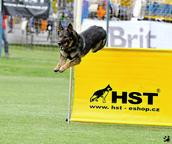 Prodám německý ovčák štěnata z pp