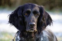 Velký münsterlandský ohař