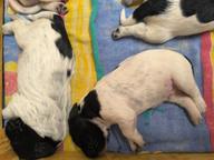 Velký münsterlandský ohař