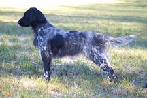 Velký münsterlandský ohař