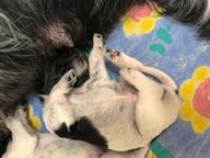 Velký münsterlandský ohař