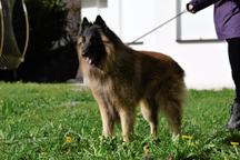 Belgický ovčák Tervueren - štěňátka s PP /pejsek a fenka/