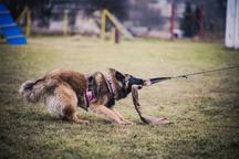 Belgický ovčák Tervueren - štěňátka s PP /pejsek a fenka/