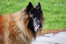 Belgický ovčák Tervueren - štěňátka s PP /pejsek a fenka/