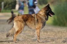 Belgický ovčák Tervueren - štěňátka s PP /pejsek a fenka/