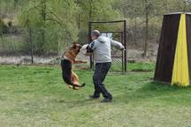 Německý ovčák štěňata - Rokycany