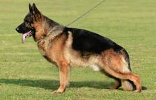 Německý ovčák štěňata - Rokycany