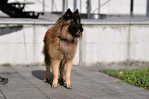 Belgický ovčák Tervueren - štěňátka s PP