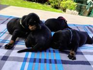 Gónczy polski/Polský honič