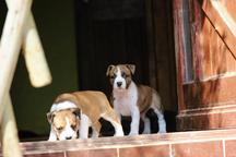 Americký stafordšírsky teriér