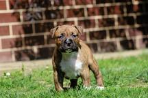 Americký stafordšírsky teriér