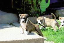 Americký stafordšírsky teriér