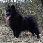 Německý špic velký černý prodám štěňata s PP