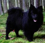 Německý špic velký černý prodám štěňata s PP