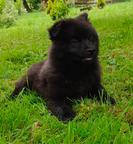 Německý špic velký černý prodám štěňata s PP