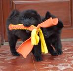 Německý špic velký černý prodám štěňata s PP