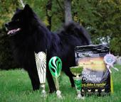 Německý špic velký černý prodám štěňata s PP