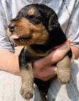 Prodám štěňata airedale terrier (erdelterrier)