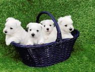 West highland white terrier - Westy