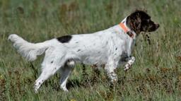 Malý munsterlandský ohař prodám štěňata s PP