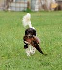 Malý munsterlandský ohař prodám štěňata s PP