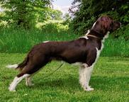 Malý munsterlandský ohař prodám štěňata s PP