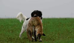 Malý munsterlandský ohař prodám štěňata s PP