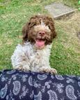 Lagotto romagnolo s PP