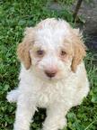 Lagotto romagnolo s PP