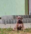 American Bully XL - holčička na prodej
