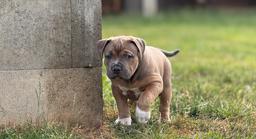 American Bully XL - holčička na prodej