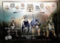 American Bully XL - holčička na prodej