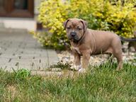 American Bully XL - holčička na prodej