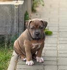 American Bully XL - holčička na prodej